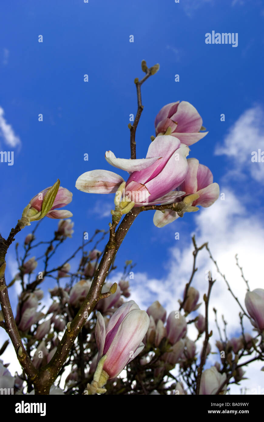 Magnolia tree in bloom flowering magnolia blue sky clouding over from ...