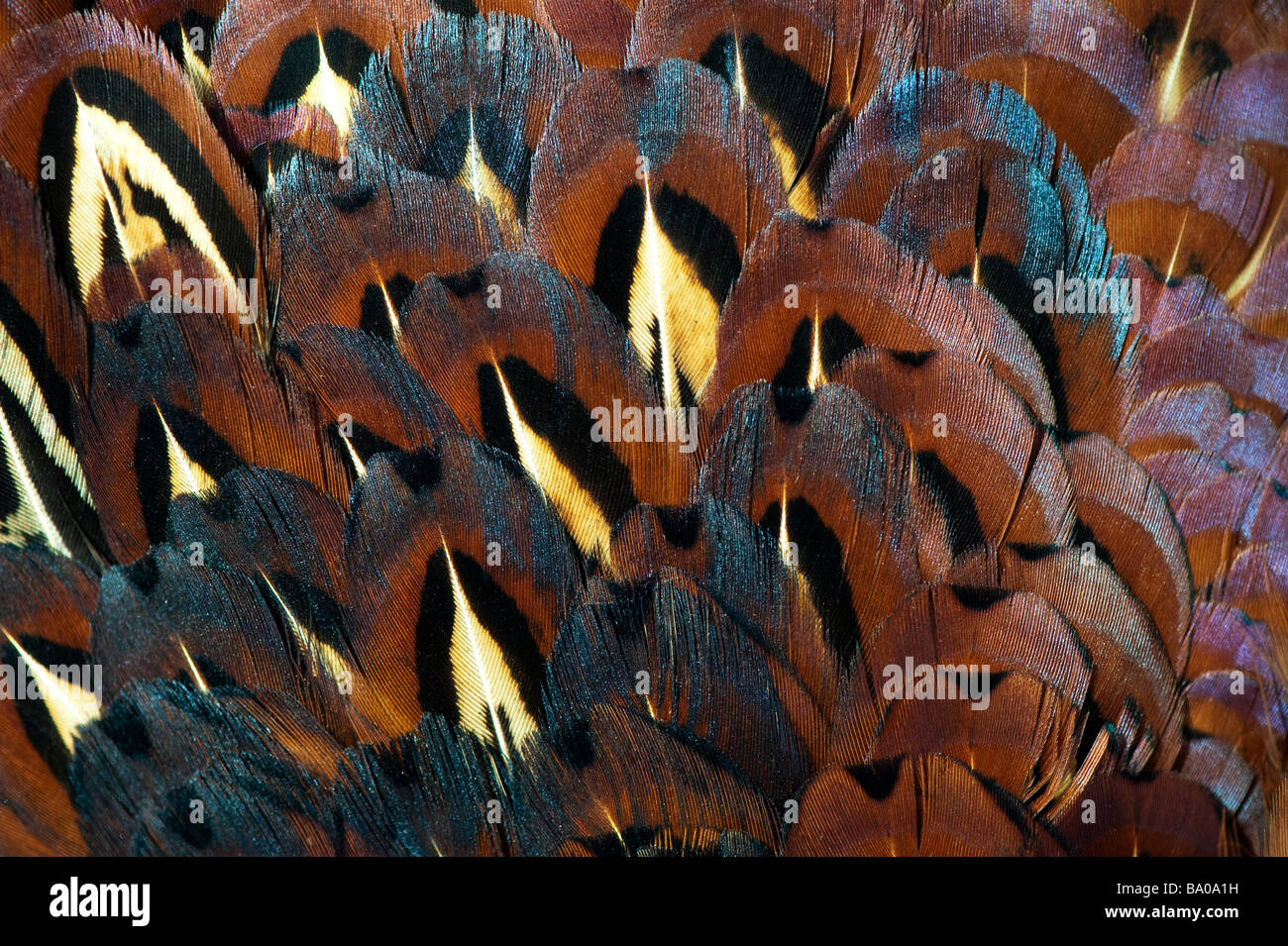 Phasianus colchicus. Pheasant feathers pattern Stock Photo