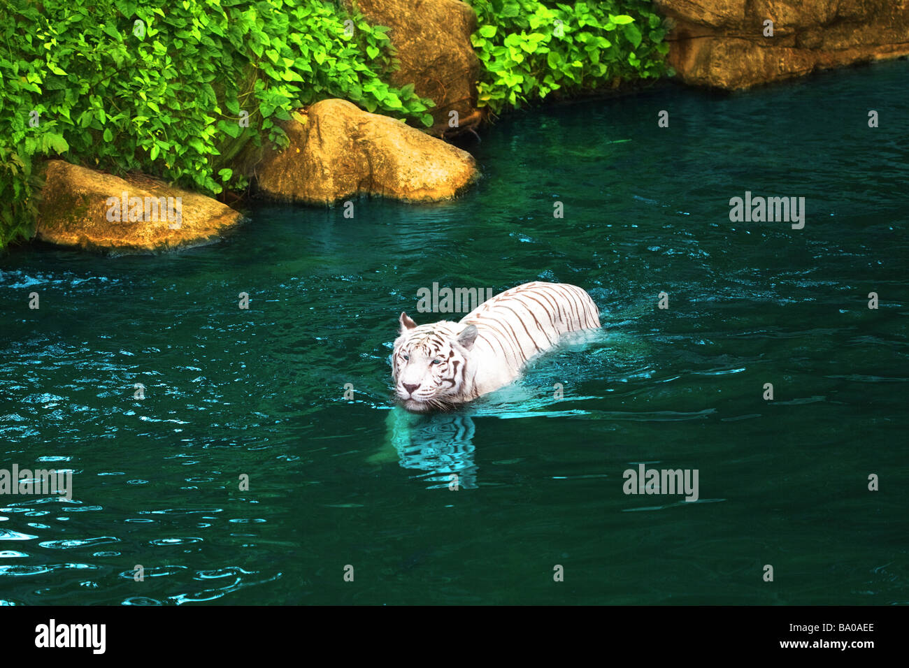 Swimming tiger pool hires stock photography and images Alamy