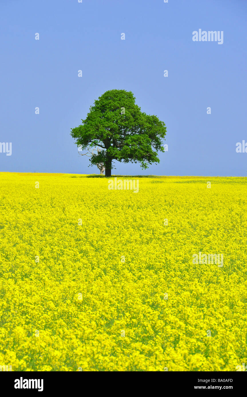 Yellow oil seed rape field and soilitary tree Stock Photo - Alamy