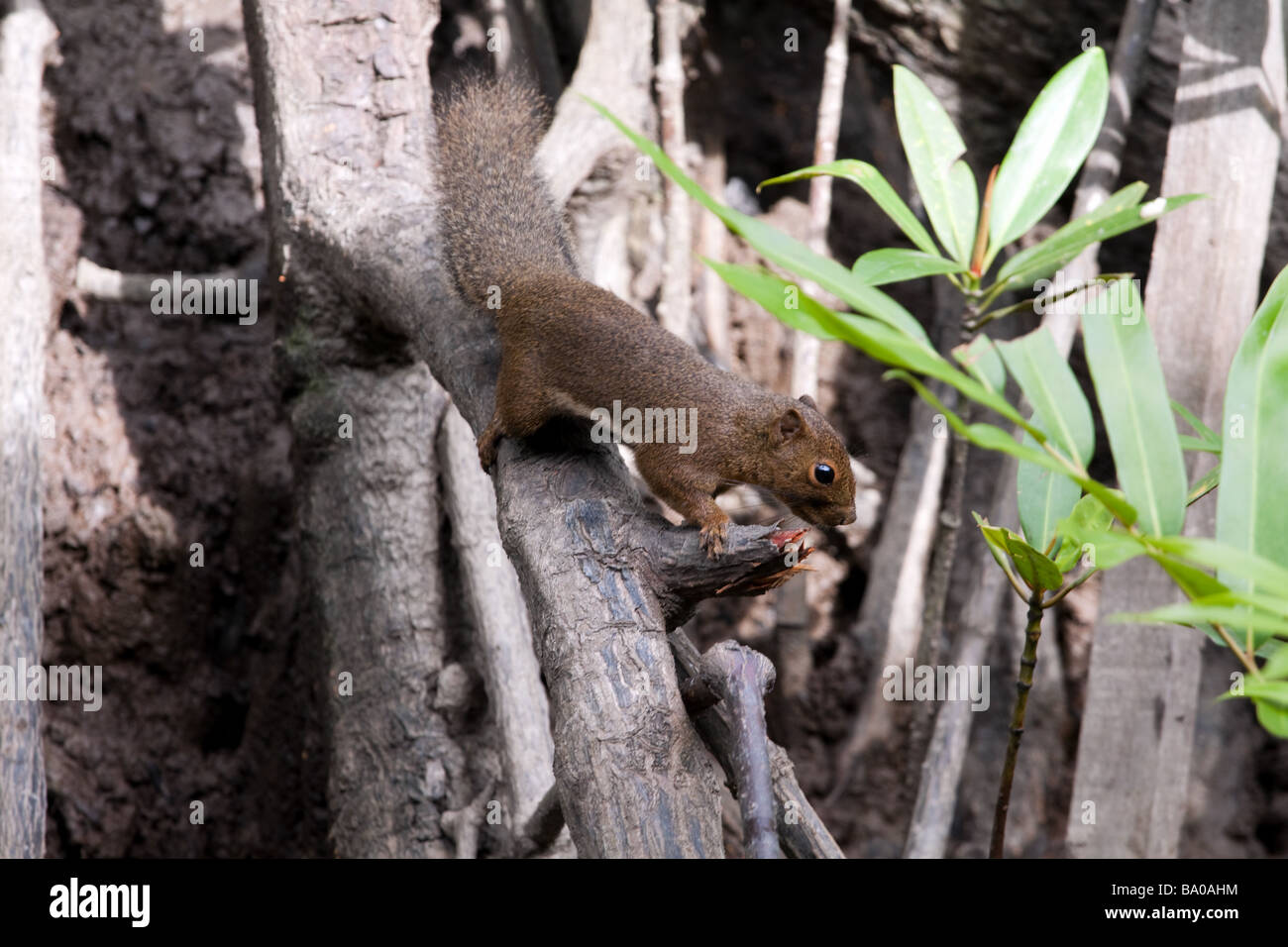 A plantain squirrel callosciurus notatus also called Oriental Squirrel or Tricoloured Squirrel on a mangrove tree Sabah Malaysia Stock Photo