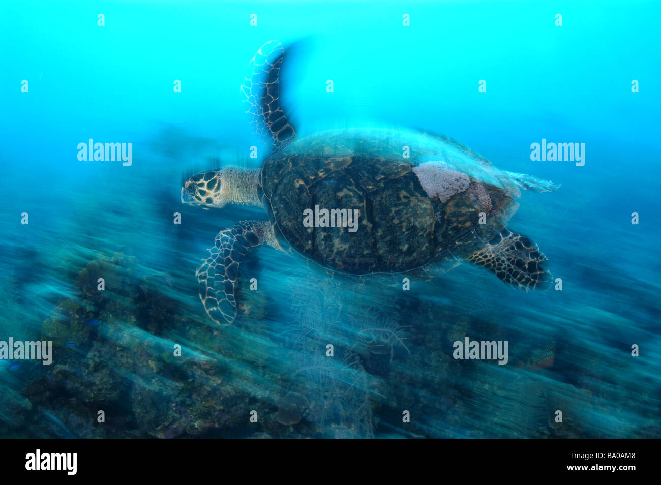 Turtle in motion Stock Photo - Alamy