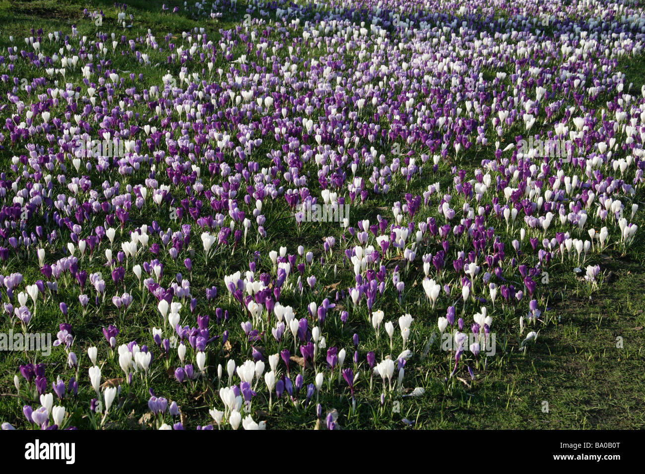 Purple and White Spring Crocuses, Crocus vernus Stock Photo