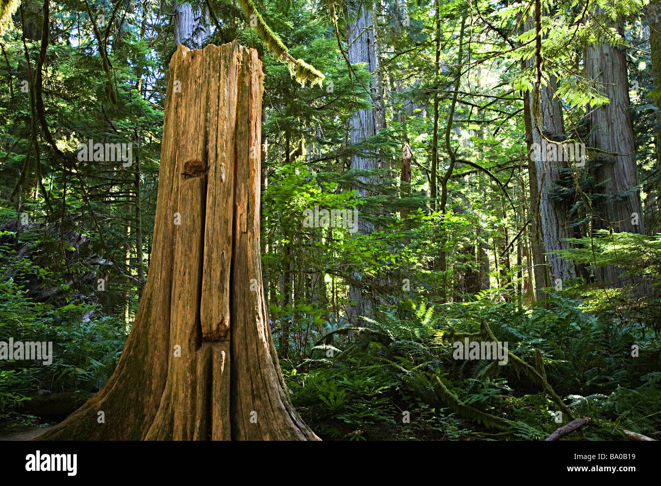 Stump with logging cuts Cathedral Grove MacMillan Provincial Park ...