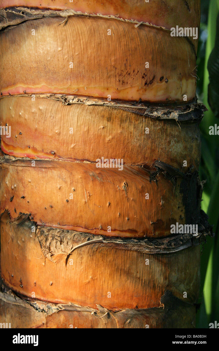 Trunk of Traveller's Tree or Traveller's Palm, Ravenala madagascariensis, Strelitziaceae, Madagascar Stock Photo