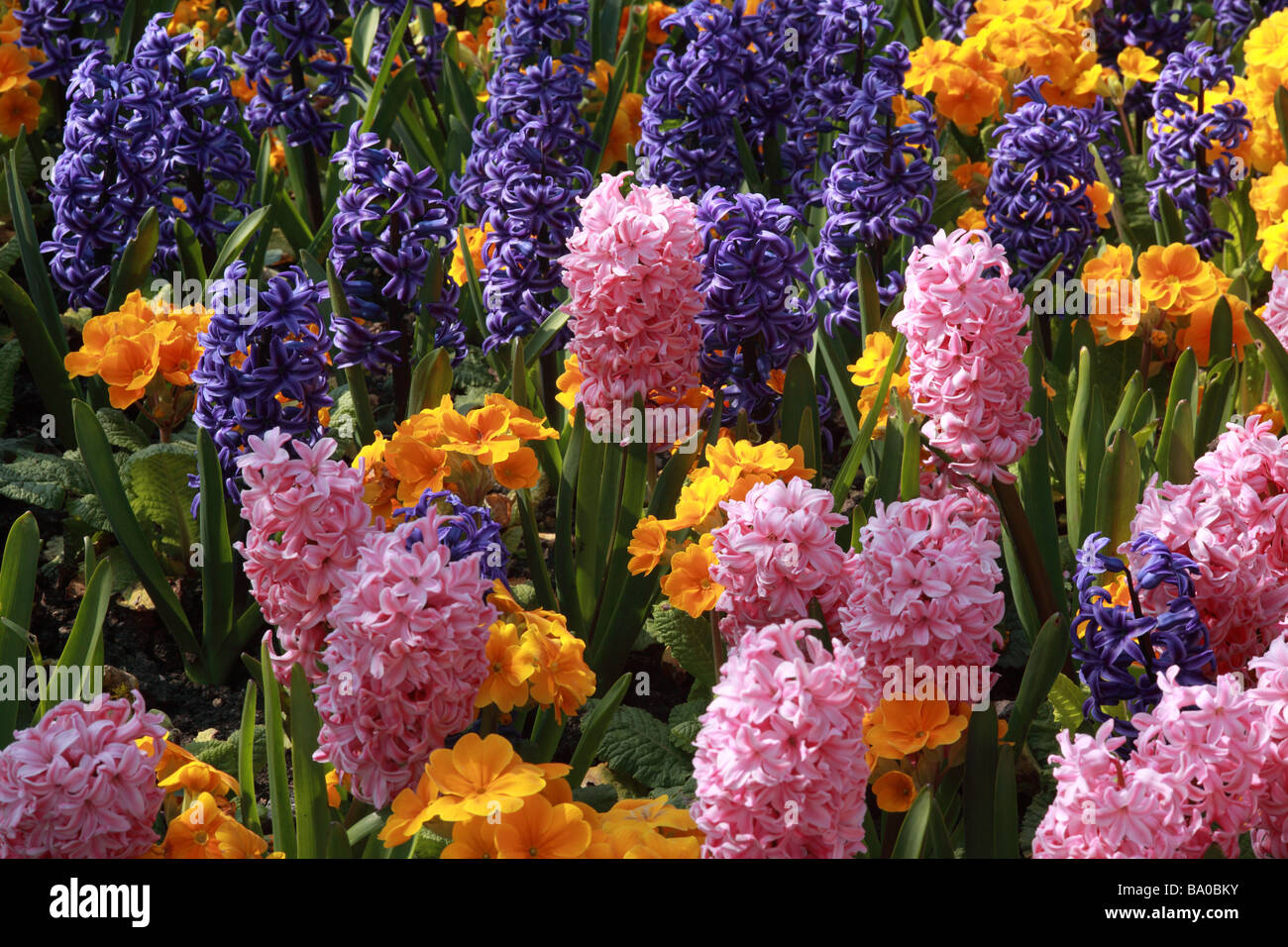 Planted display of brightly coloured spring flowers, Hyacinth & primulas in an English spring garden border, UK Stock Photo