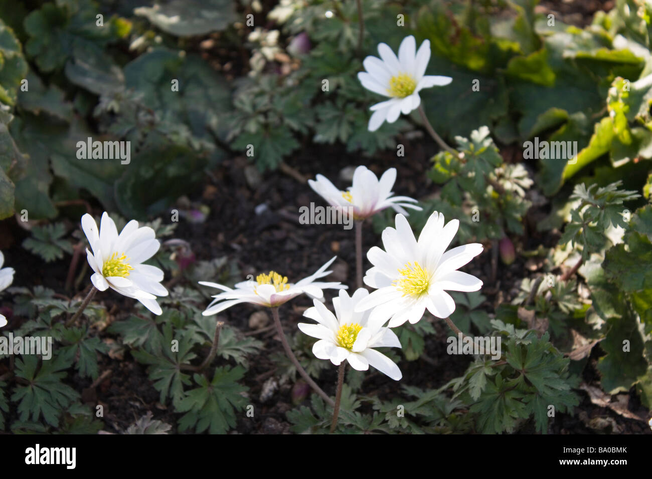 Anemone 'White Splendour' Stock Photo
