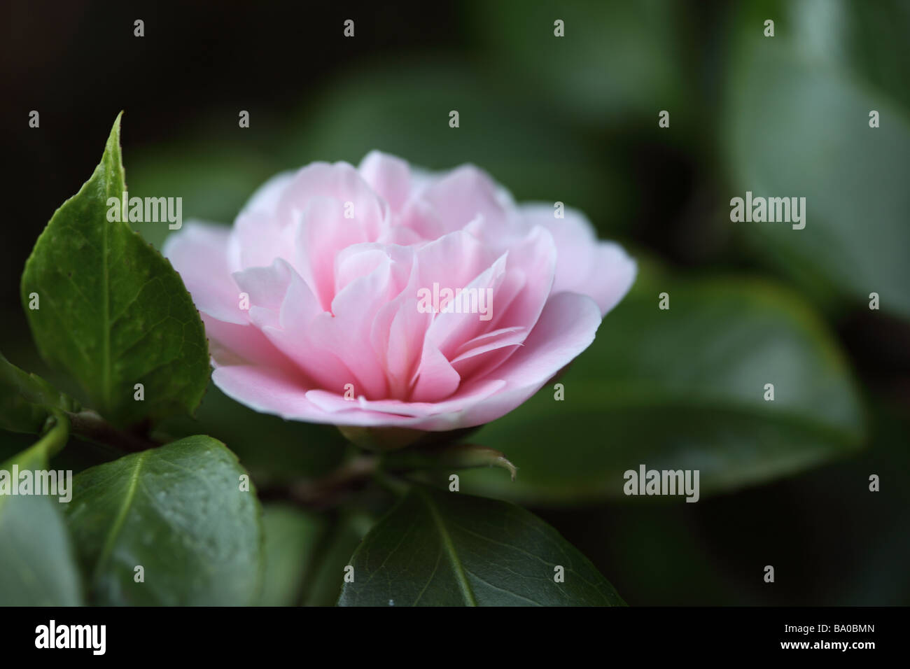 Close up of a beautiful single pink camellia against a blurred background flowering in s spring garden in the UK Stock Photo