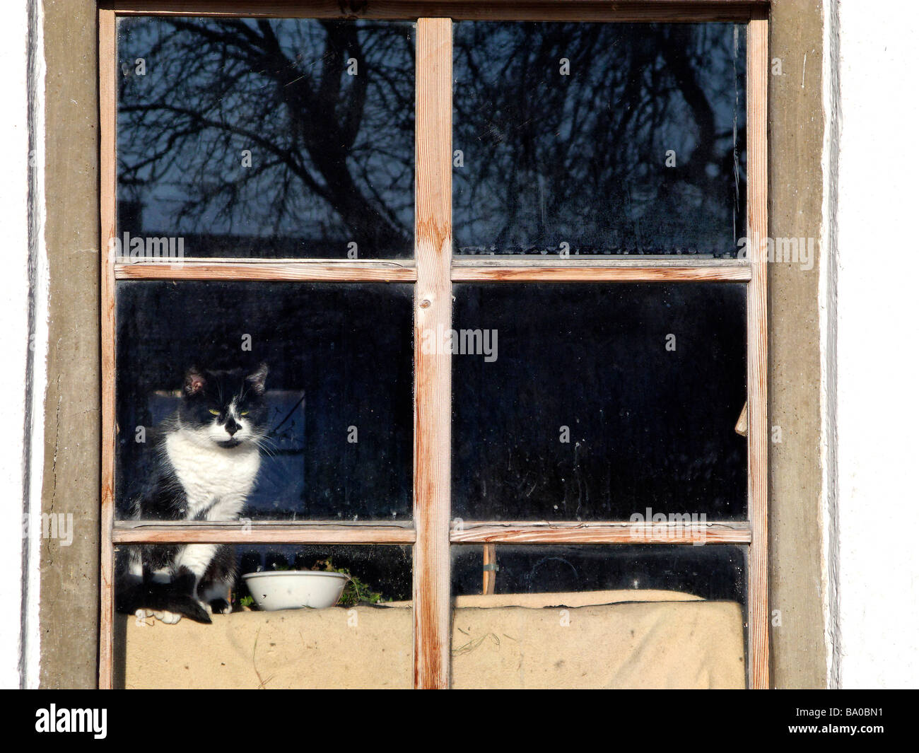 Black and White Cat in Window Stock Photo
