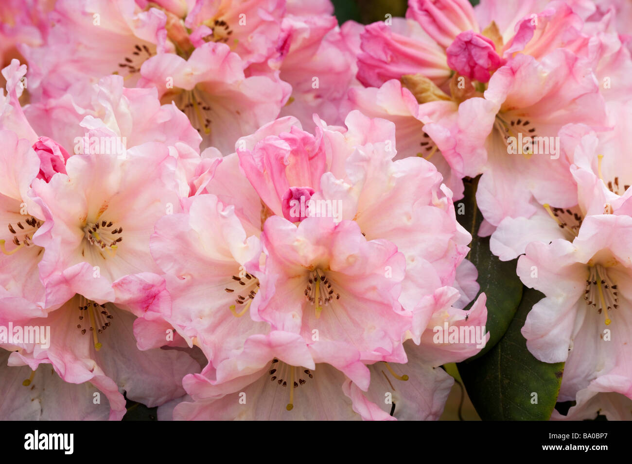 Cornwall Rhododendron Rhododendron cornwall hi-res stock photography and images - Alamy
