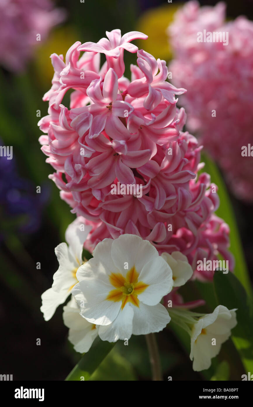 Close up of Pink hyacinth planted with primula vulgaris in an English garden. Spring UK Stock Photo