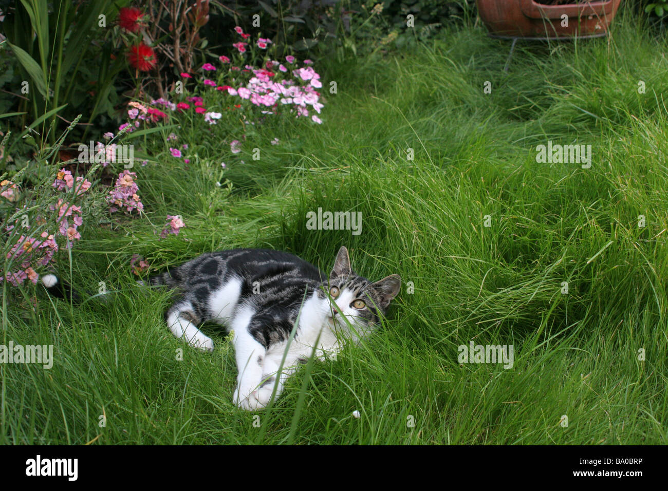 Tomcat laying in grass bed Stock Photo