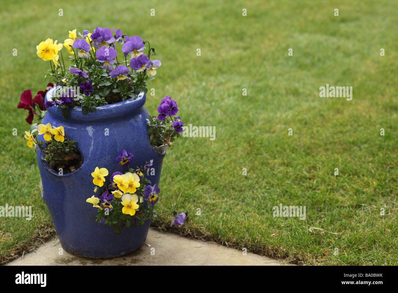 Close up of a blue strawberry pot planted with viola on the edge of a garden lawn in the UK Stock Photo