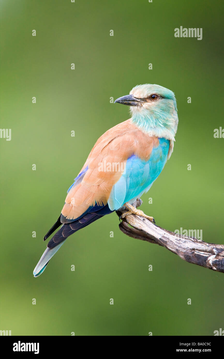 Eurasian Roller perched on branch in Kruger NP South Africa Stock Photo
