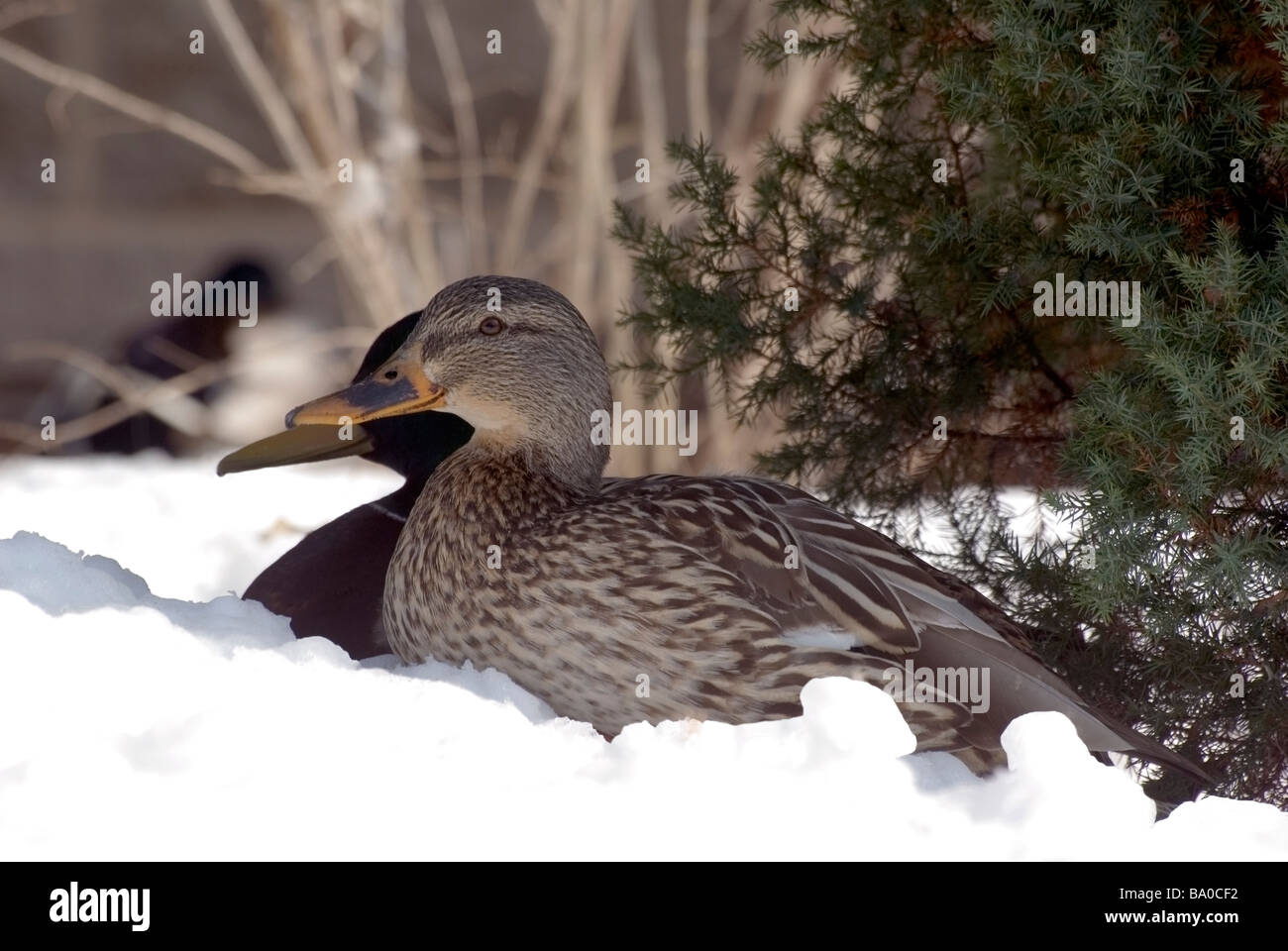 Mallard Duck Pair in snow Stock Photo