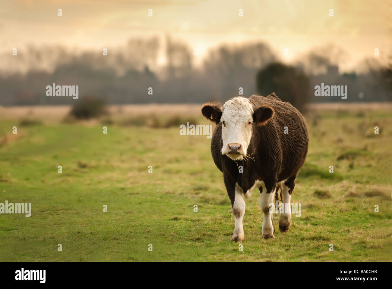 A cow wandering around at sunset Stock Photo Alamy