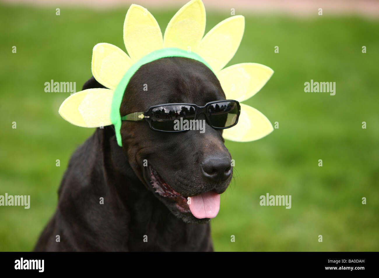 Dog wearing funny hat and sunglasses Stock Photo