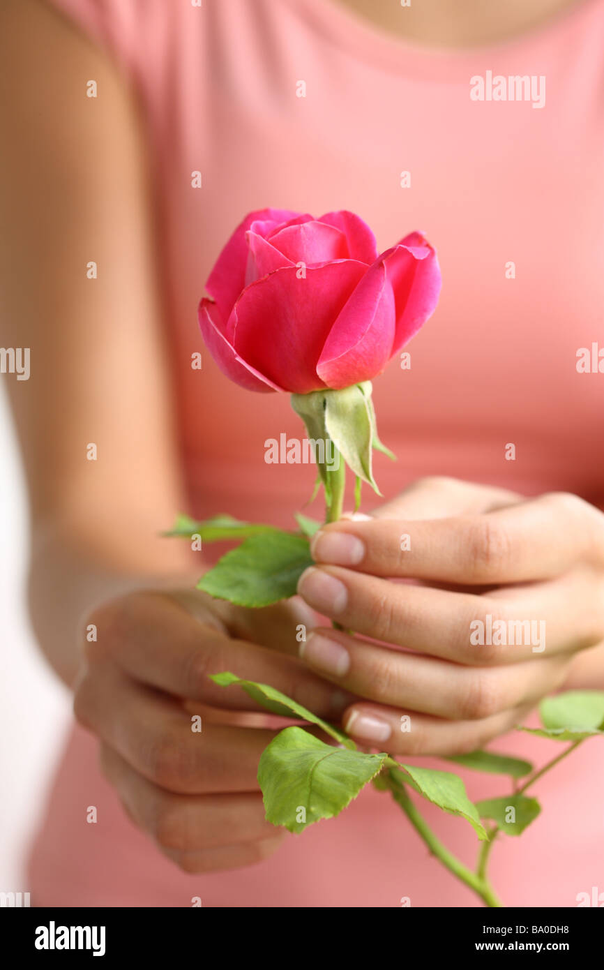 Hands holding pink rose Stock Photo