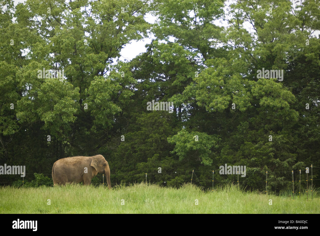 Riddle's Elephant and Wildlife Sanctuary in Greenbrier, Arkansas. Stock Photo