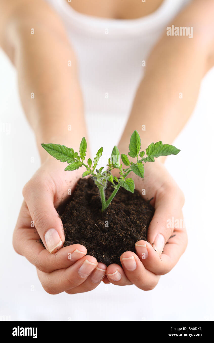 Hands holding soil and plant Stock Photo