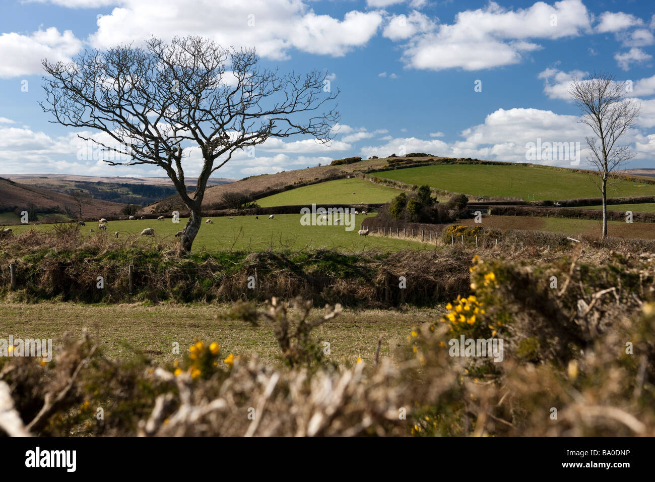 Meldon Common Meldon common hi-res stock photography and images - Alamy