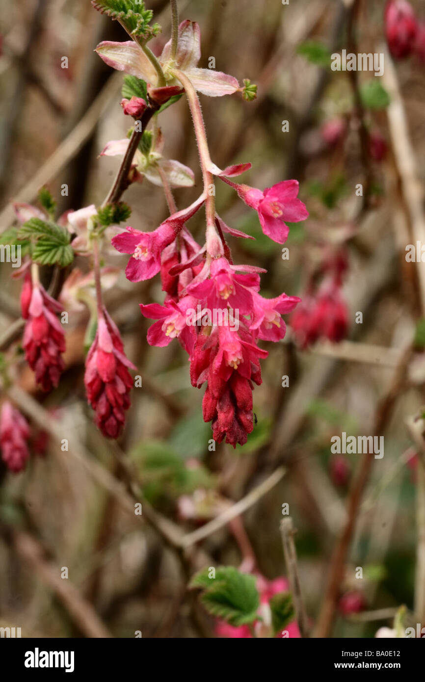 Flowering Currant Red Blooms in close up or macro showing flower detail and structure. Stock Photo