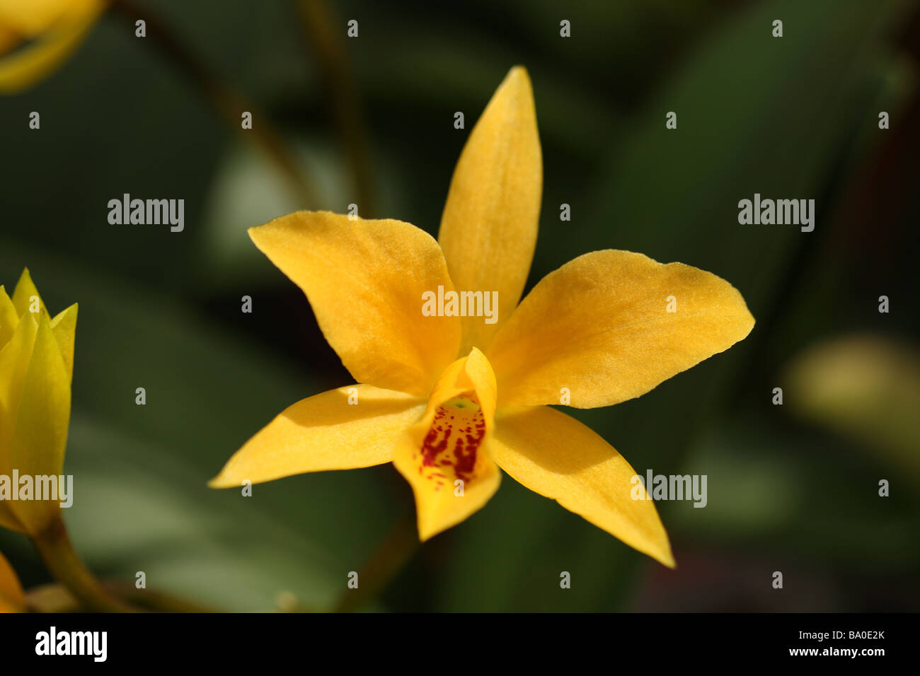 Flower of the Cataleya Corsage Orchid Orchidaceae Family Blue Bloom in macro or close up showing detailed flower structure Stock Photo