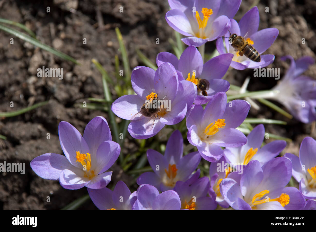 Spring Cut Put Ornamental grass garden spring Cut Out Stock Images & Pictures - Alamy
