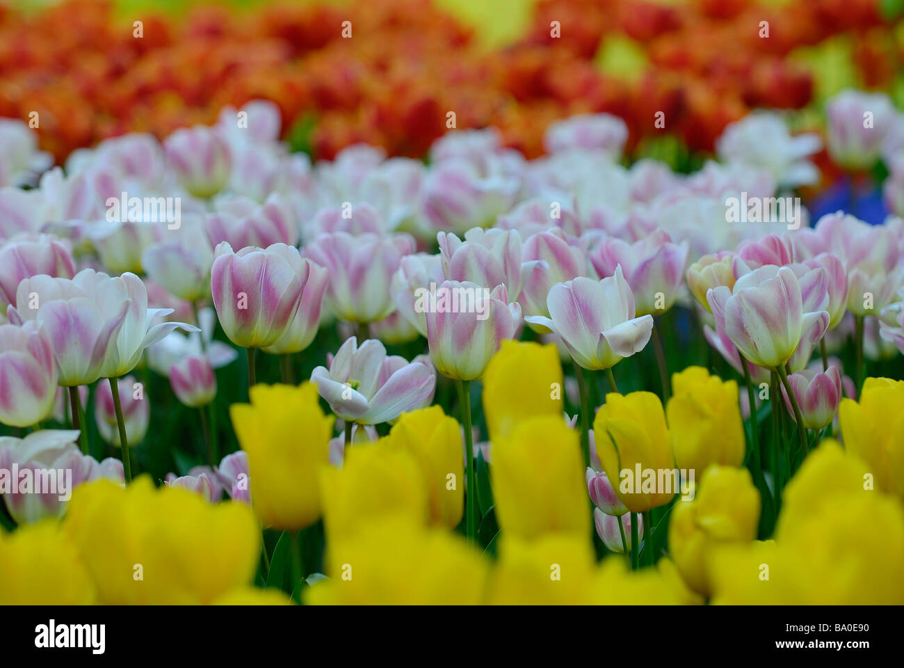Colourful tulips of Holland Stock Photo - Alamy