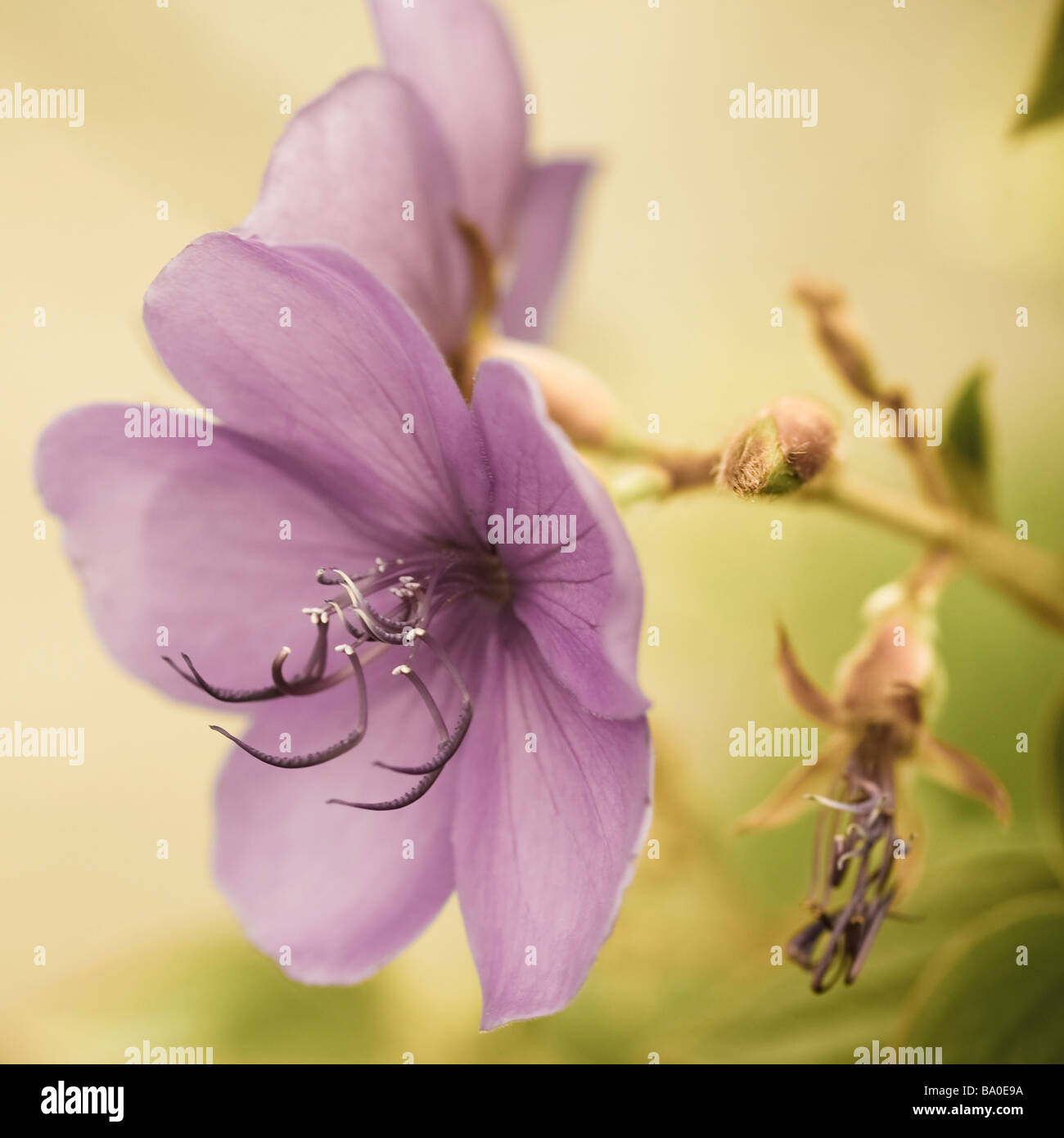 Beauty of natural flower hi-res stock photography and images - Alamy