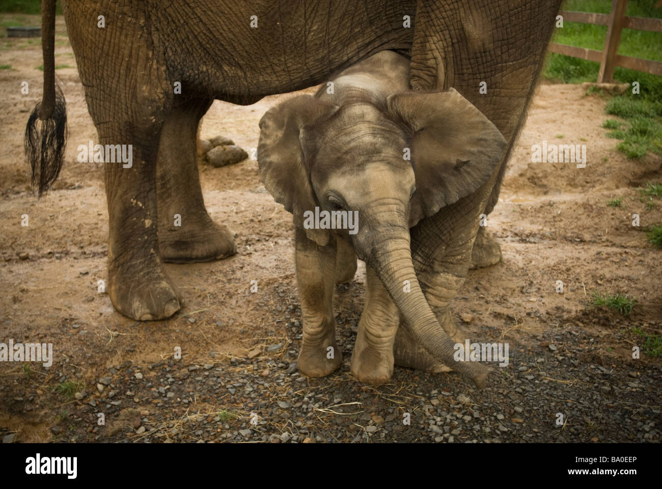 Riddle's Elephant and Wildlife Sanctuary in Greenbrier, Arkansas. Stock Photo