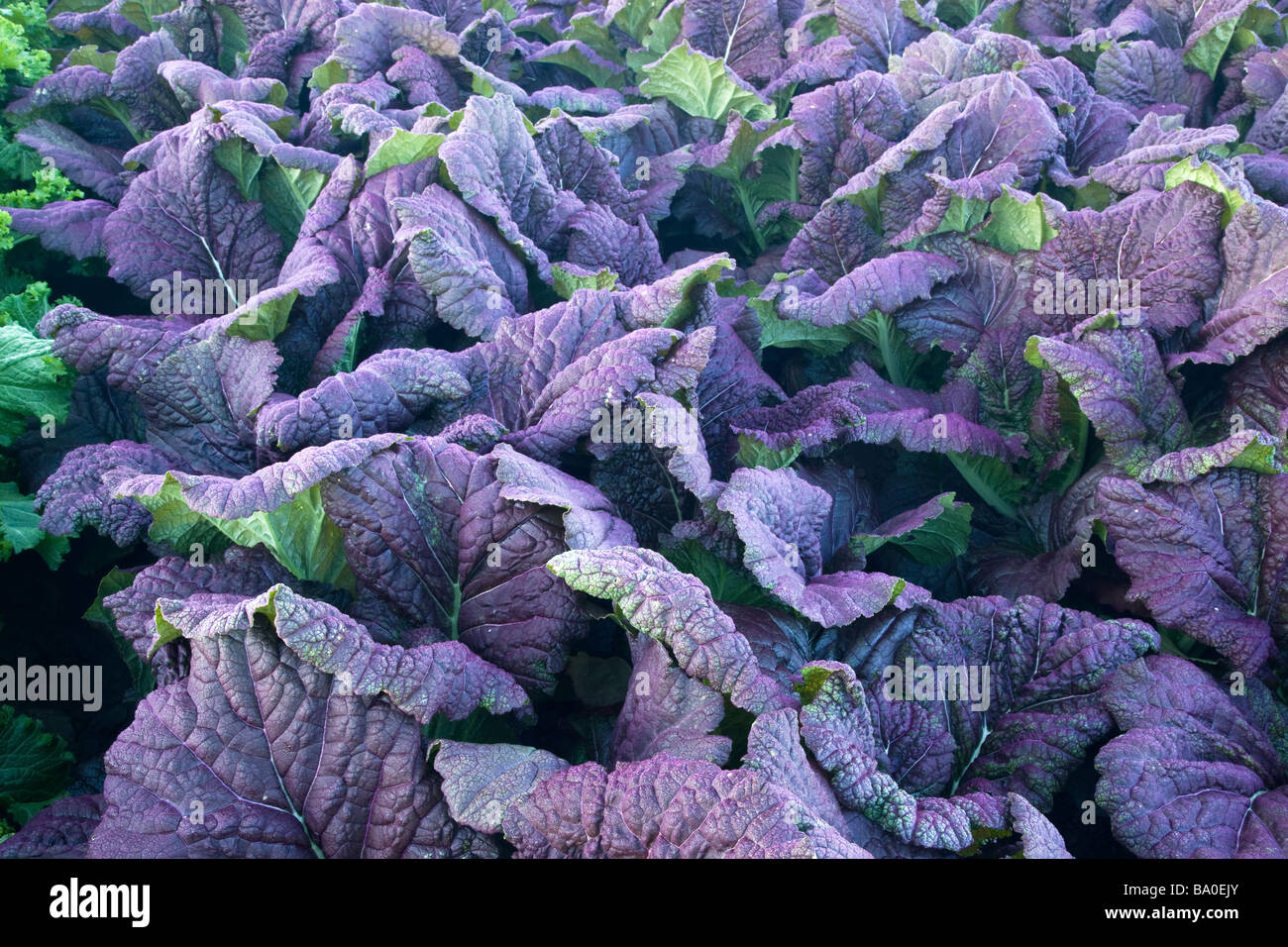 Red Mustard leaves on plants, organic vegetable. Stock Photo