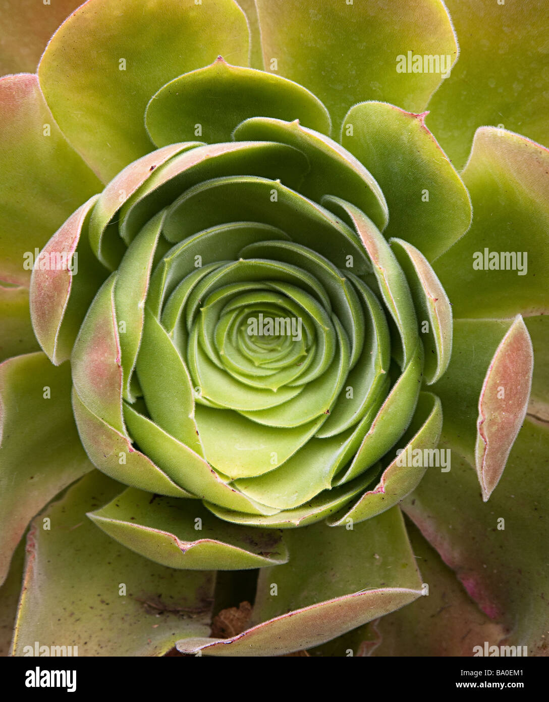 Aeonium palmense succulent native of La Palma Canary islands Spain Stock Photo