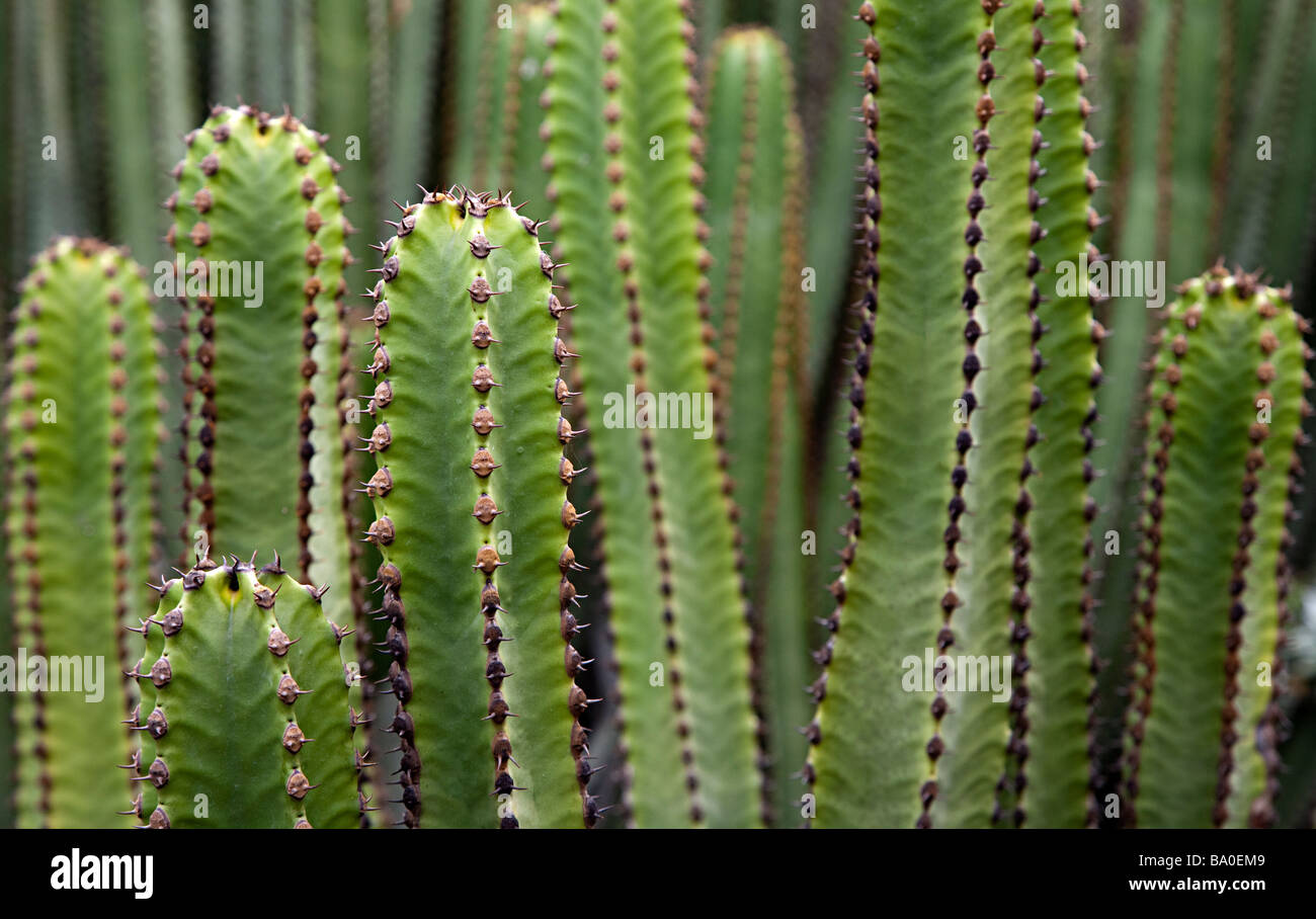 The Cardon (Euphorbia canariensis) plant symbol of Gran Canaria Jardin Canario botanic gardens Gran Canaria Spain Stock Photo