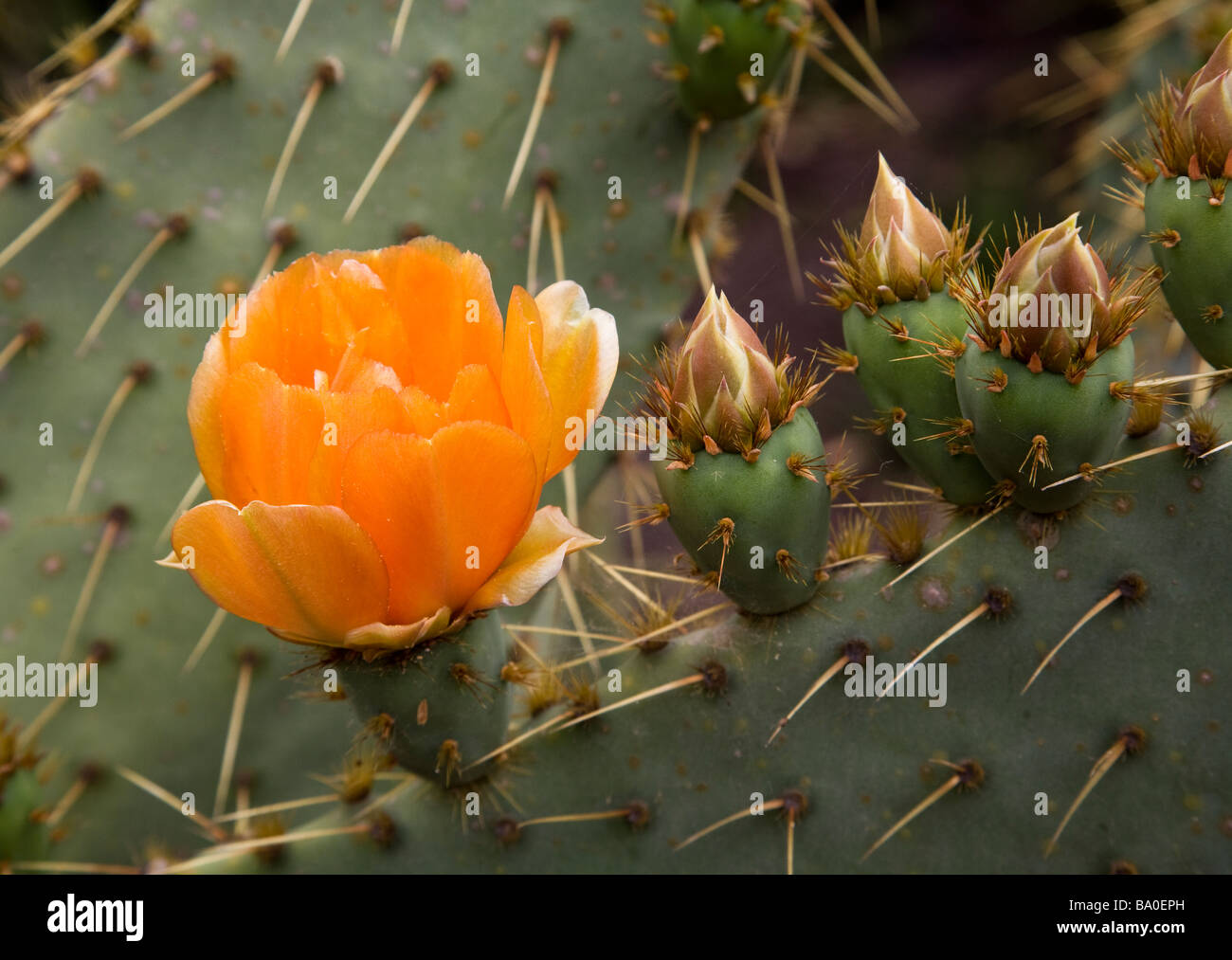 Opuntia species hires stock photography and images Alamy