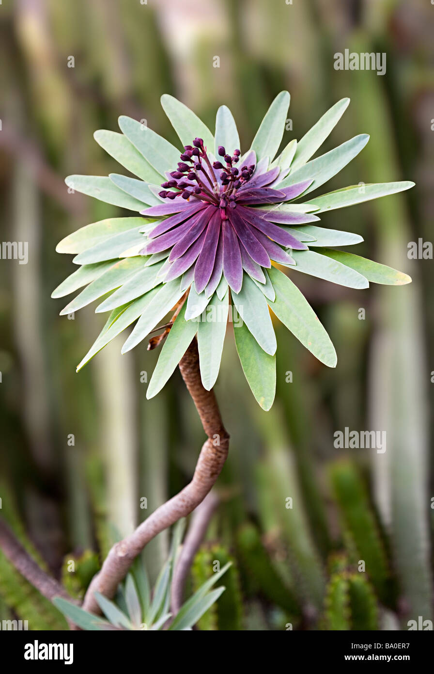 Euphorbia bravoana in flower rare succulent native of El Gomera Canary islands Stock Photo