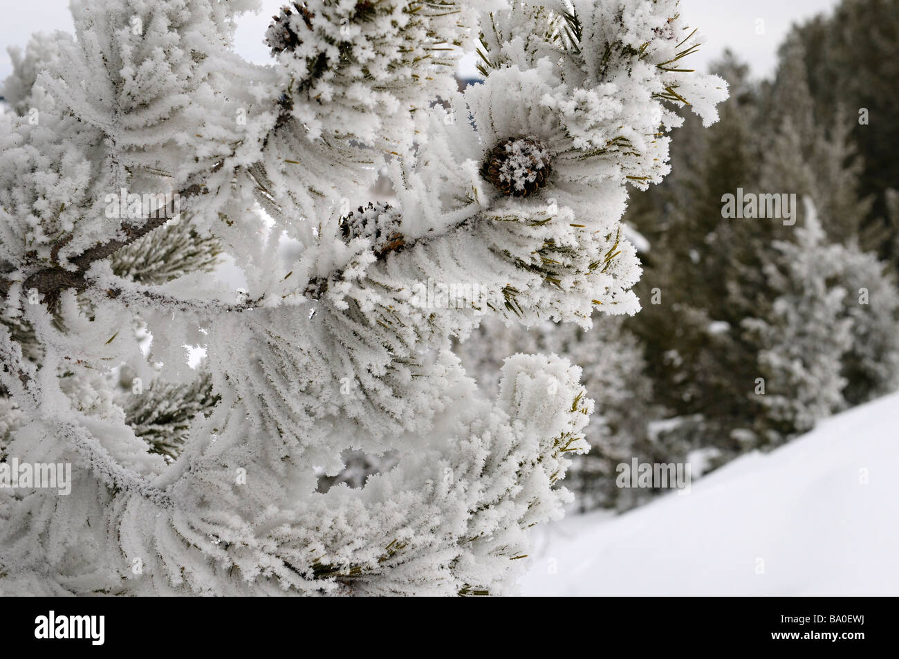 Close up of hoarfrost and snow covered pine tree with cones on Signal ...