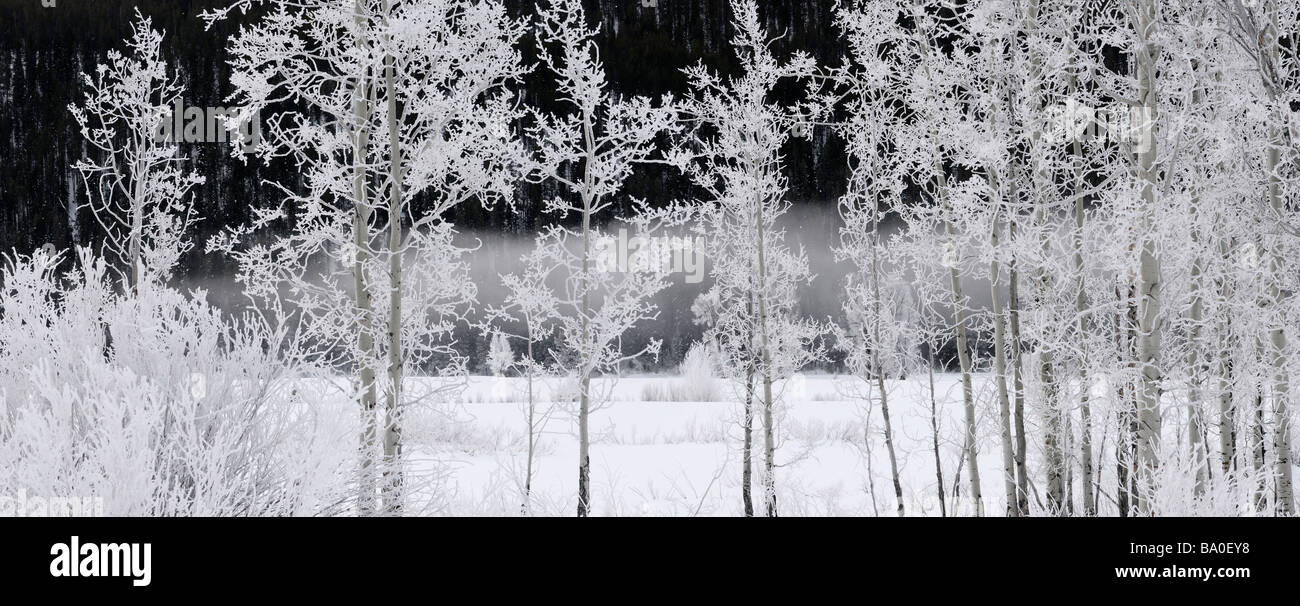 Panorama of trees and bushes covered in hoarfrost on a cold morning at Oxbow Bend Snake River against dark Signal Mountain in Wyoming USA Stock Photo