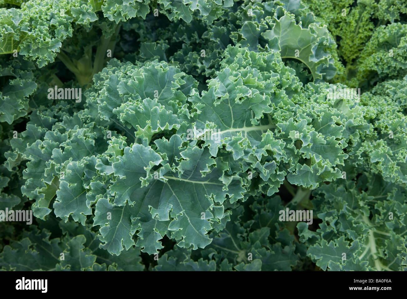 Leaves of Green Kale on plant, organic leafy vegetable. Stock Photo