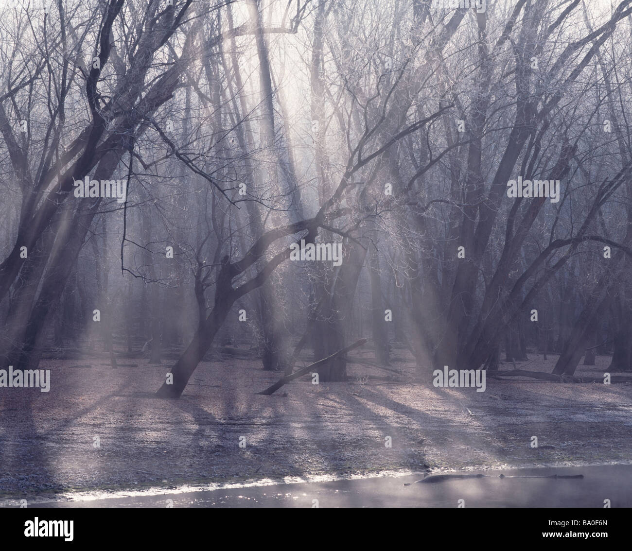 sun shining through trees in a floodplain forest, Upper Mississippi River National Fish and Wildlife Refuge, Wisconsin Stock Photo