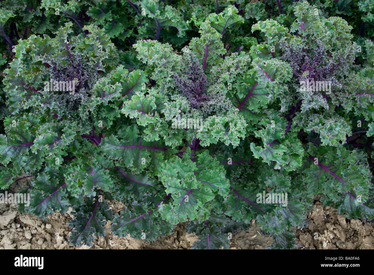 Red Kale plants,  organic leafy vegetable. Stock Photo
