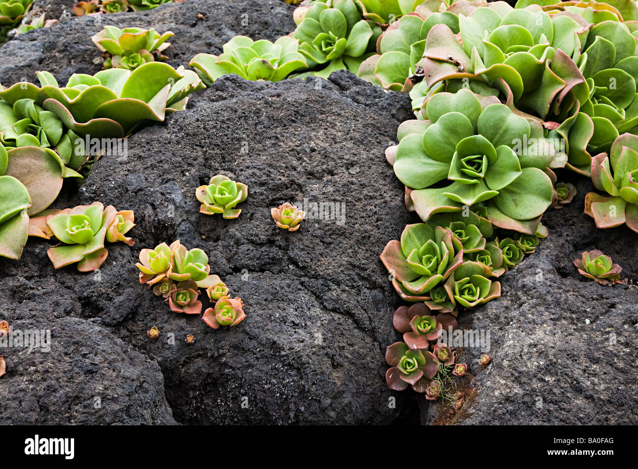 Aeonium canariense succulent native of Tenerife Canary Islands Spain Stock Photo
