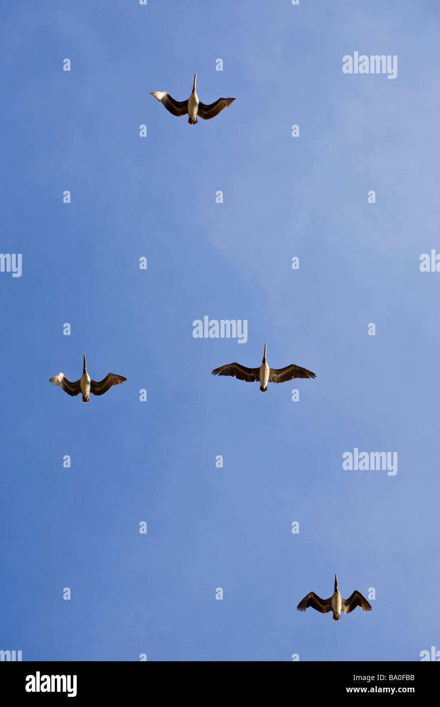 Flock of Brown Pelicans (Pelecanus occidentalis) flying overhead at Playa del Coco, Costa Rica. Stock Photo
