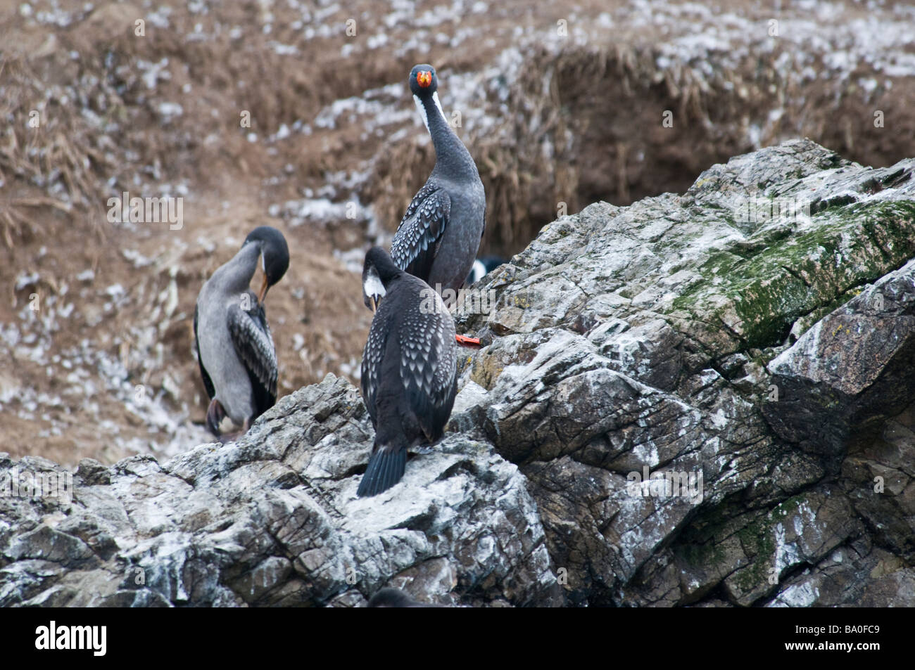Cormorant Couple in their nest Stock Photo Alamy