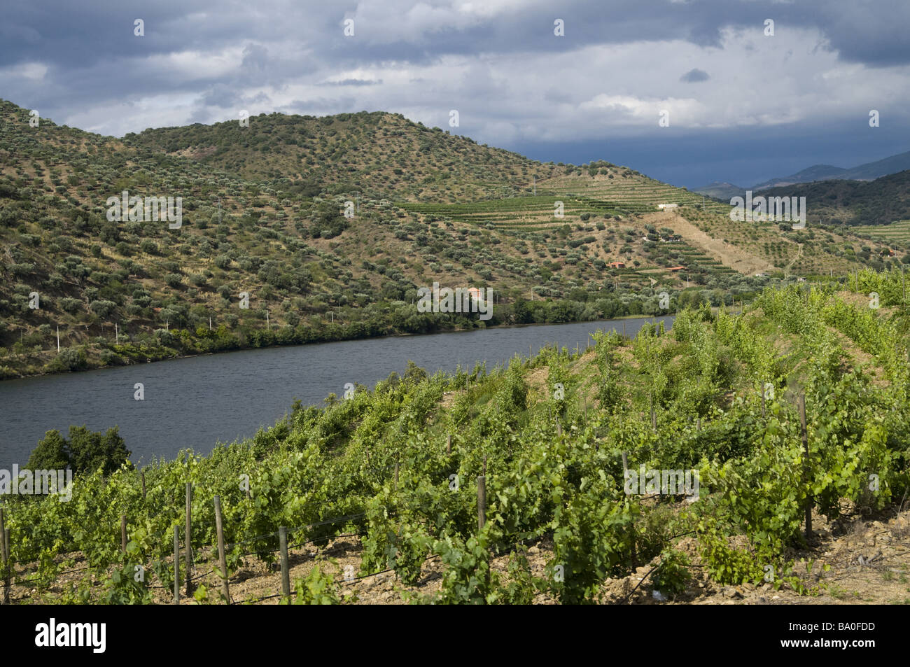 Douro Valley, north of Portugal Stock Photo