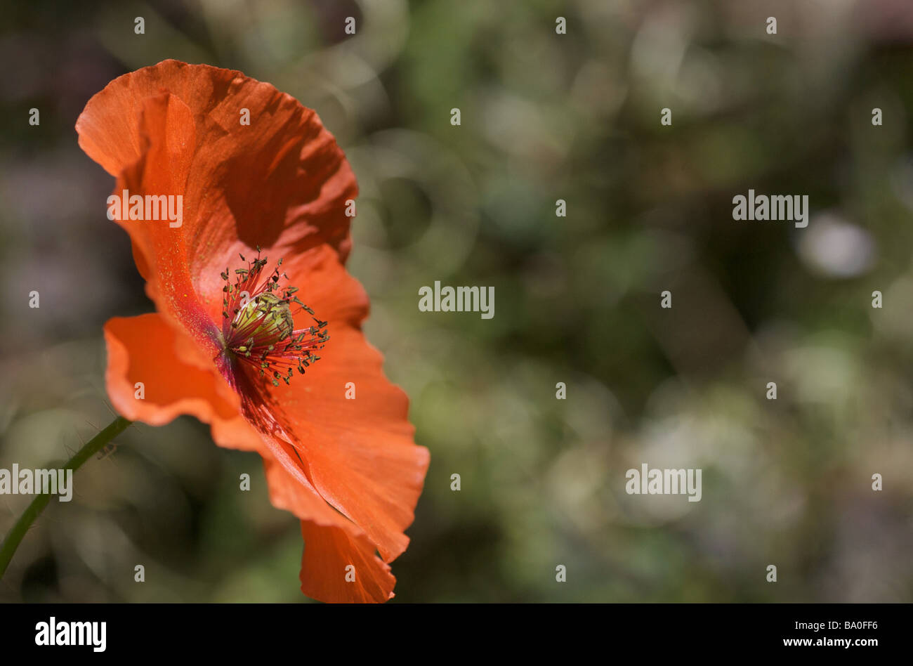 Side view of a Poppy in Kent, UK Stock Photo