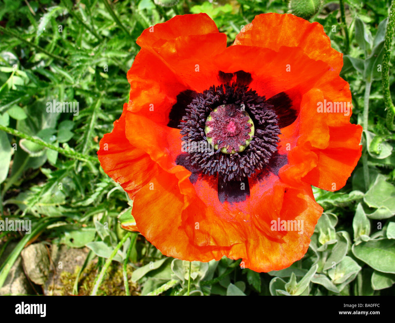 Vivid Red Flower Bloom of Oriental Poppy Papaveraceae Family in macro or close up showing detailed flower structure and form Stock Photo