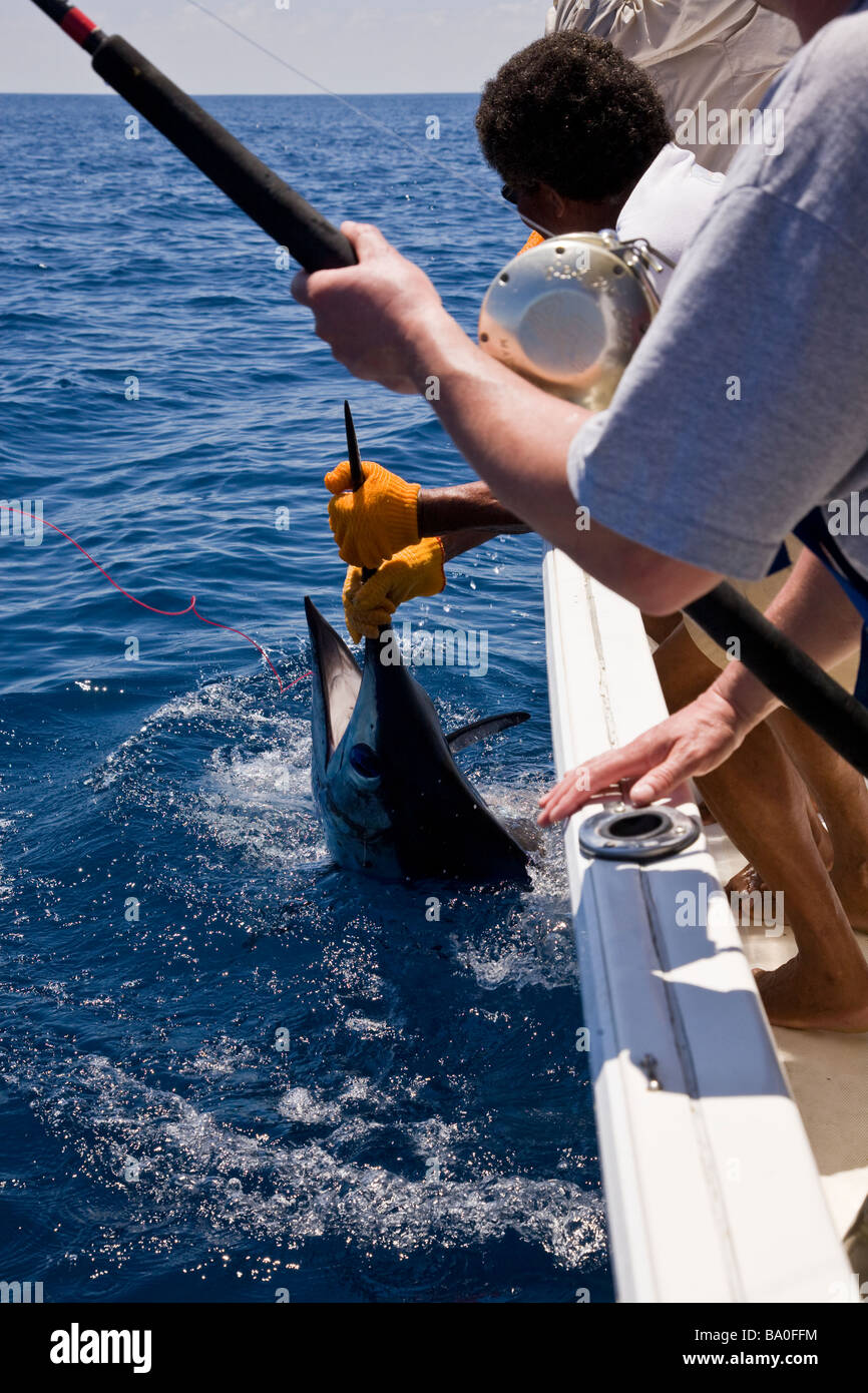 Sport fishing in Drake Bay, Costa Rica. Hauling in a Blue Marlin (Makaira nigricans). Stock Photo