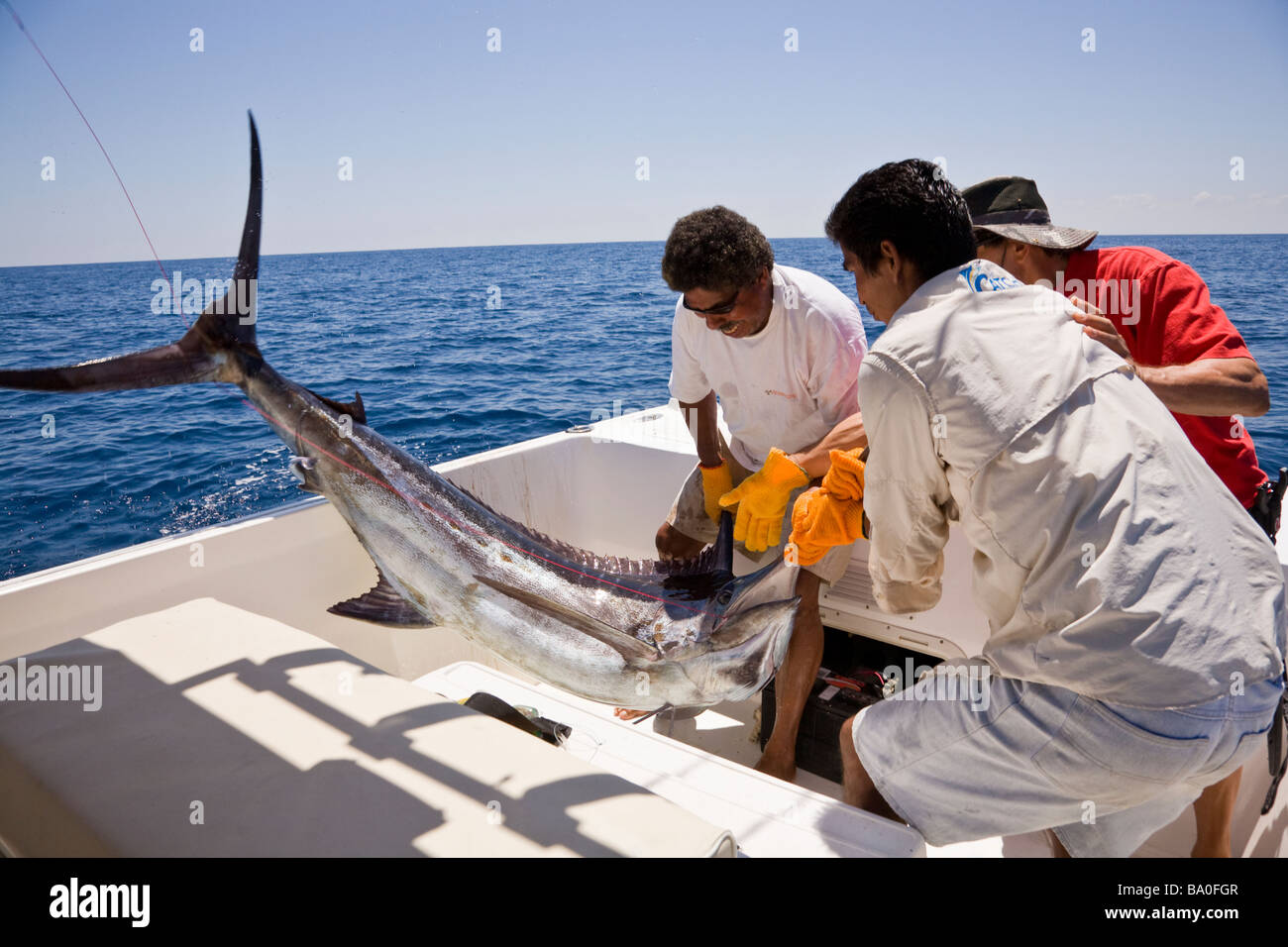 Sport fishing in Drake Bay, Costa Rica. Hauling in a Blue Marlin (Makaira nigricans). Stock Photo