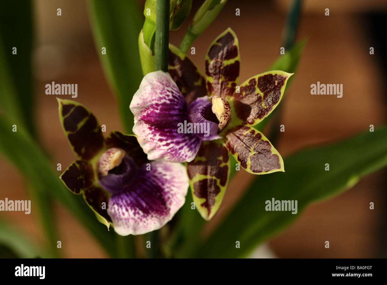 Zygopetalum Orchid Bloom , Showing macro detail of flower structure  native to Amazonia where they are found as Epiphyte Stock Photo
